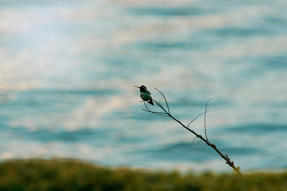 River Hummingbird