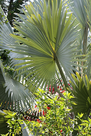 palmfronds S
