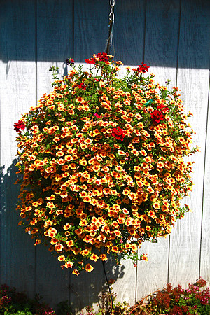 hanging flowers
