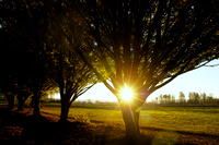 Fall Sunburst