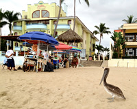 Mexican Pelican