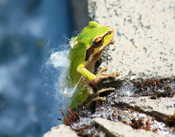 the touch the feel frog