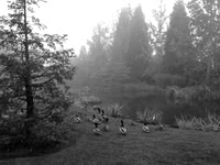 duck fog
