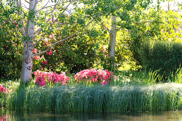 Water Garden