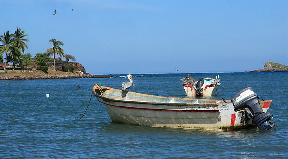 peilicans on boats S