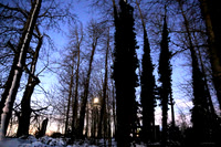 Moonlit snowy woods