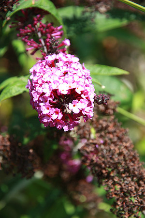 butterfly tree blossom
