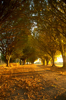 Fall Walk