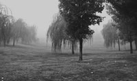 willow leaves