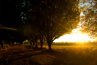 Fall Sunbeams