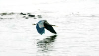 Blue Heron Flying