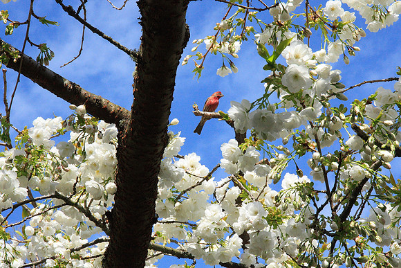 bird blossom