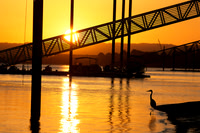 Sunset Heron