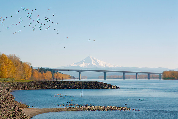 Geese over Mt Hood