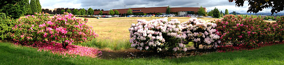 Rhododendron Fence