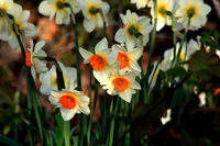 Daffodil family