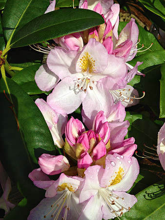 dark pink rhodies