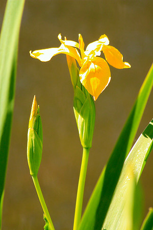 Golden Iris
