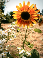 Sunflower Daisies