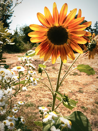 Sunflower Daisies