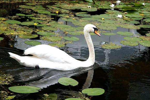 Swan Lily