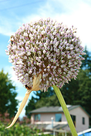 Garlic fower