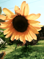 golden sunflower