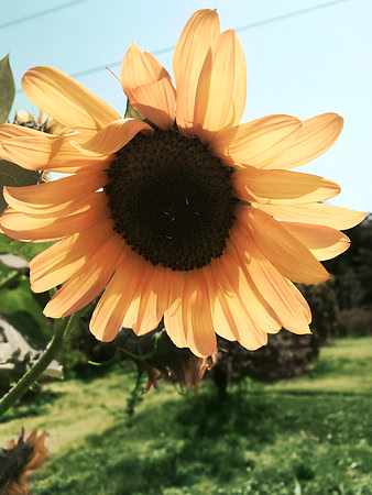golden sunflower