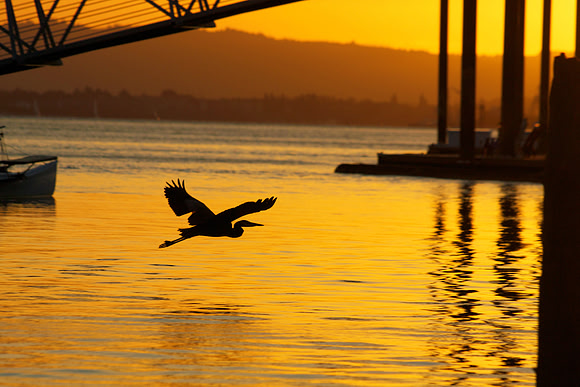 Sunset Flight