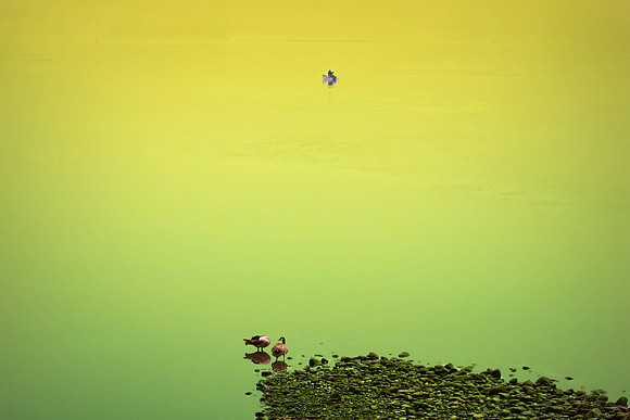 Goose Fisherman