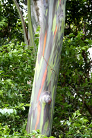 multipaintedtree S