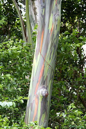 multipaintedtree S