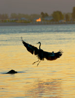 Heron Landing