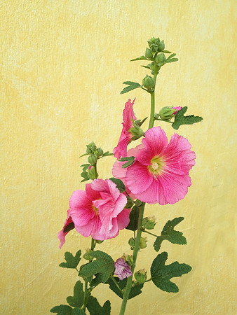 Mexico Flower