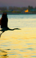 Framed Heron Flight