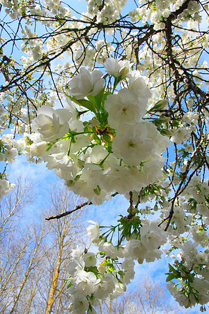 blue sky blossom