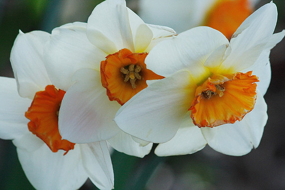 White Daffodils